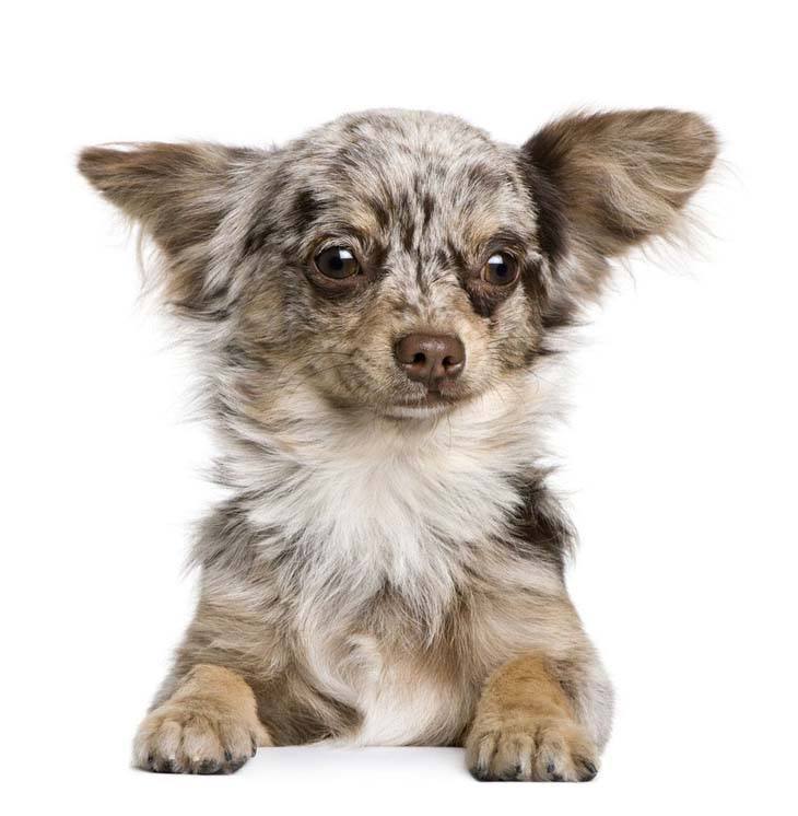 beautiful merle colored chihuahua puppy