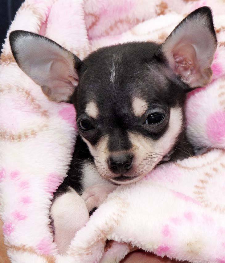 chihuahua snuggling