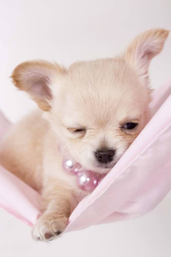 sleepy chihuahua dog