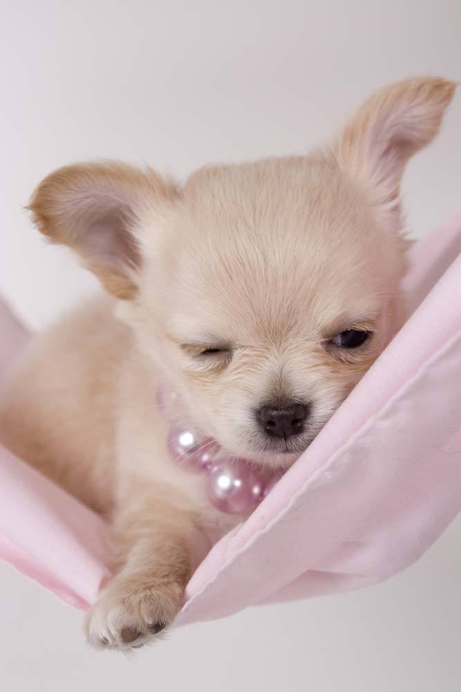 cute newborn puppy being held