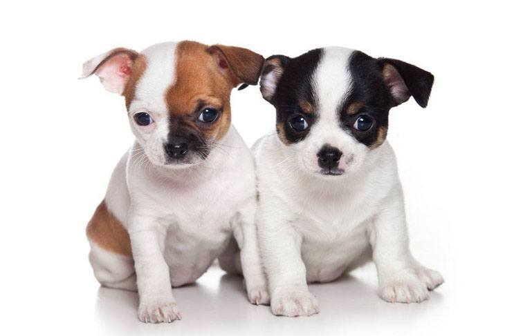 cute chihuahua puppies