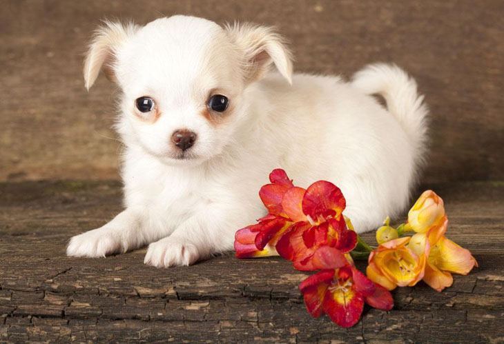 chihuahua puppy getting ready to pounce