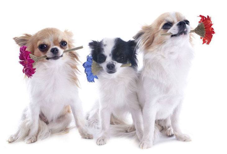 "Will you please accept our flowers?"  These 3 Chihuahua amigos sure would like it if you would.