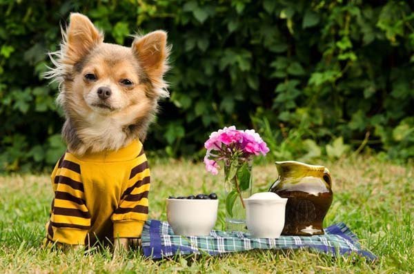 chihuahua puppy enjoying a picnic