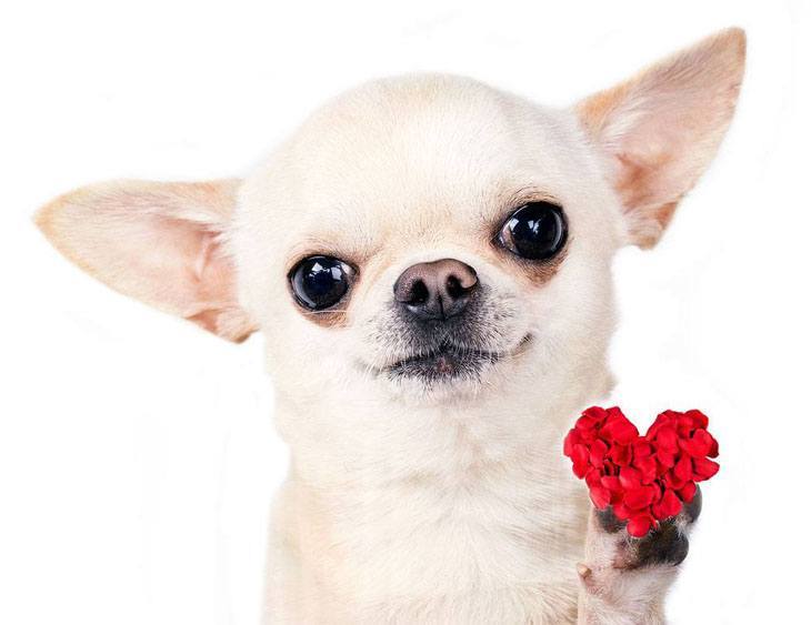 cute chihuahua sharing it's heart