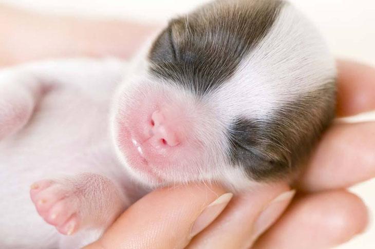 newborn chihuahua puppy