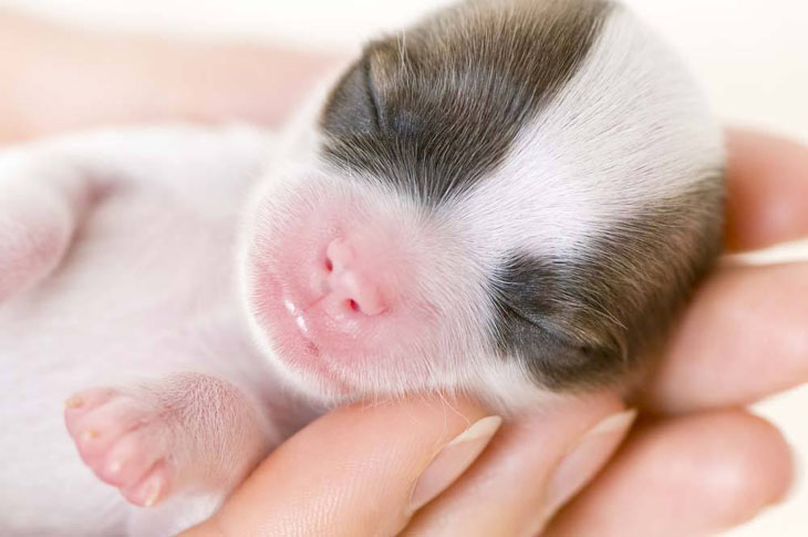 chihuahua puppies taking a nap