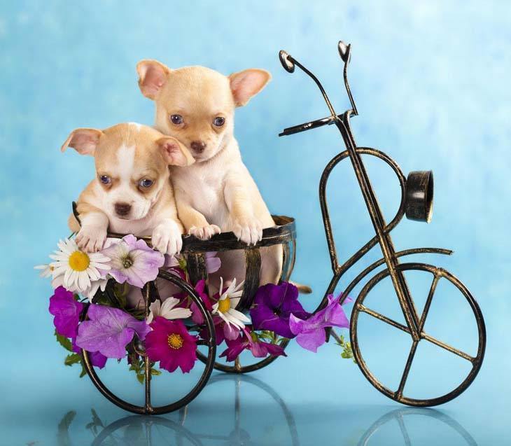 two chihuahua puppies out for a bike ride