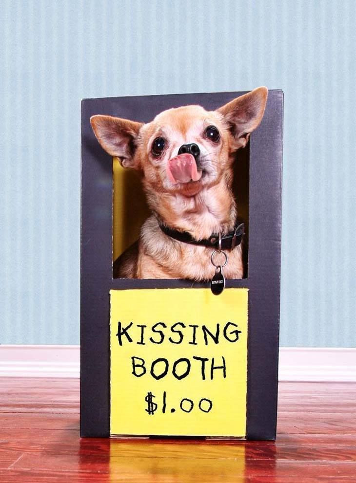 doggie kissing booth