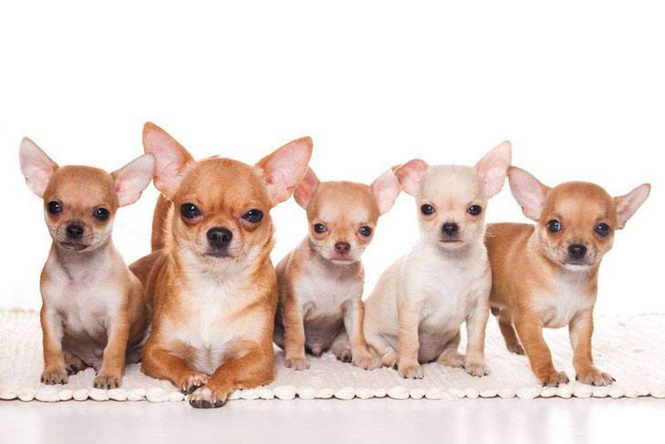 Chihuahua mama with her puppies