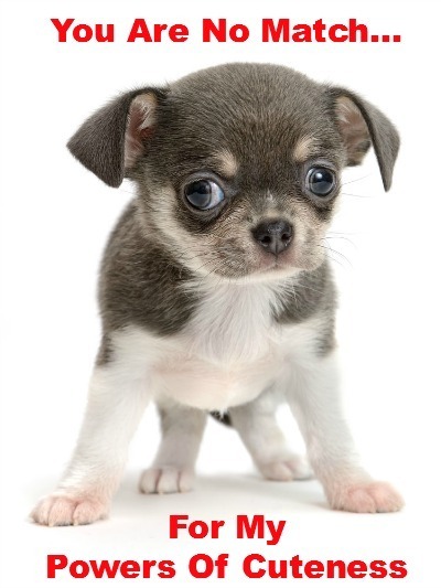 chihuahua puppy that knows it's cute