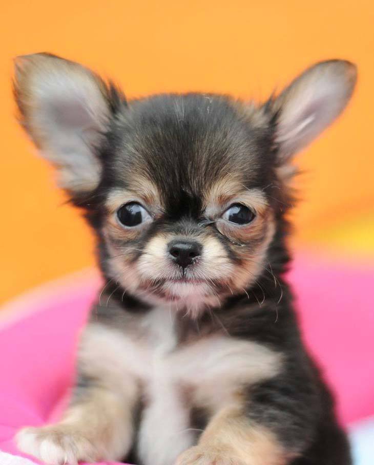 cute chihuahua puppy ready to play