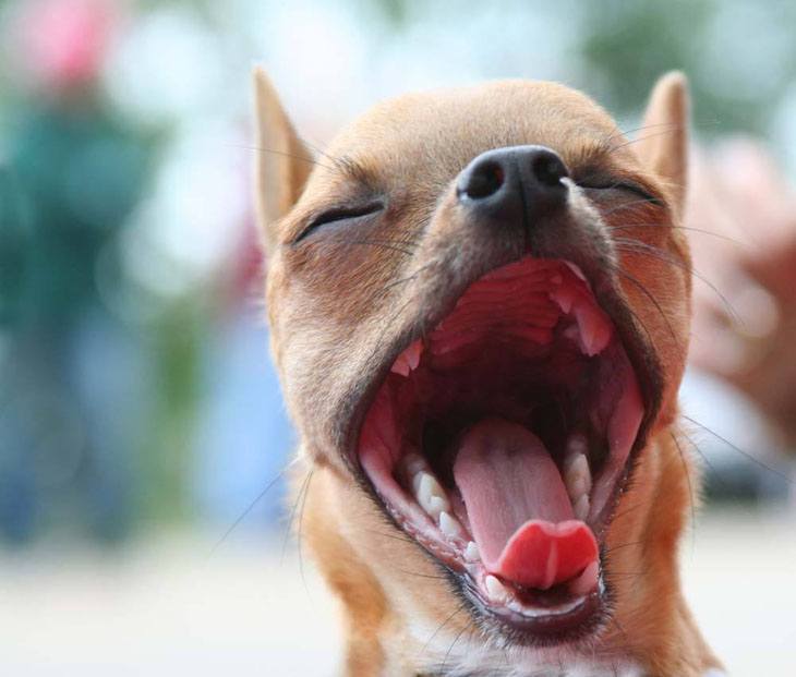 yawning chihuahua puppy