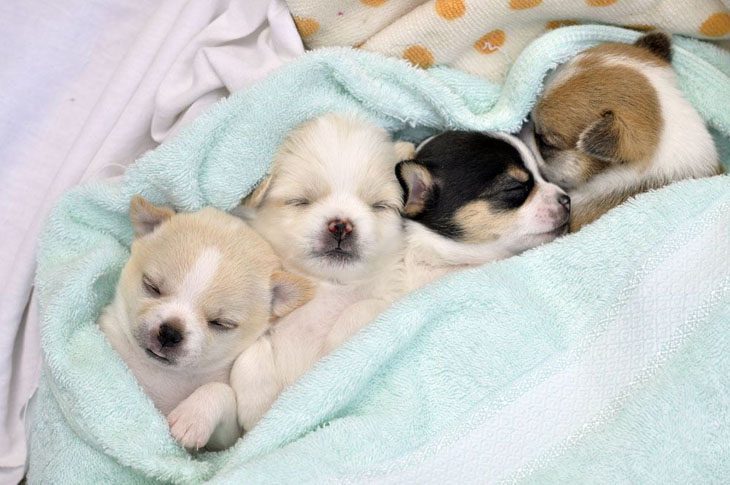 three adorable chihuahua sleepy heads