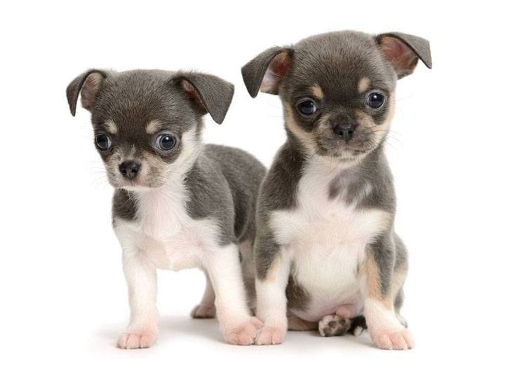 cute chihuahua pups looking for trouble