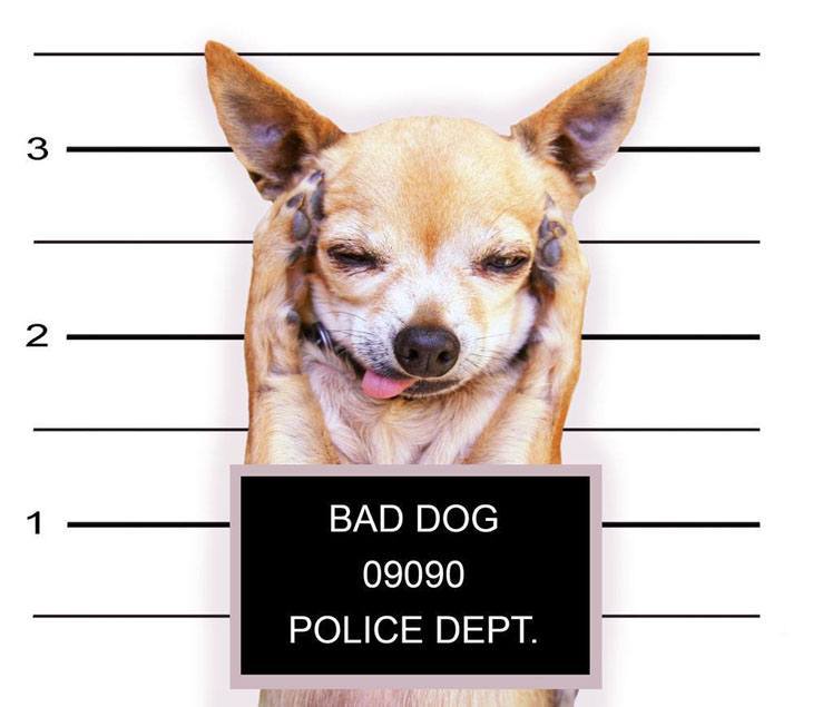 funny chihuahua thrown in jail for being too cute!