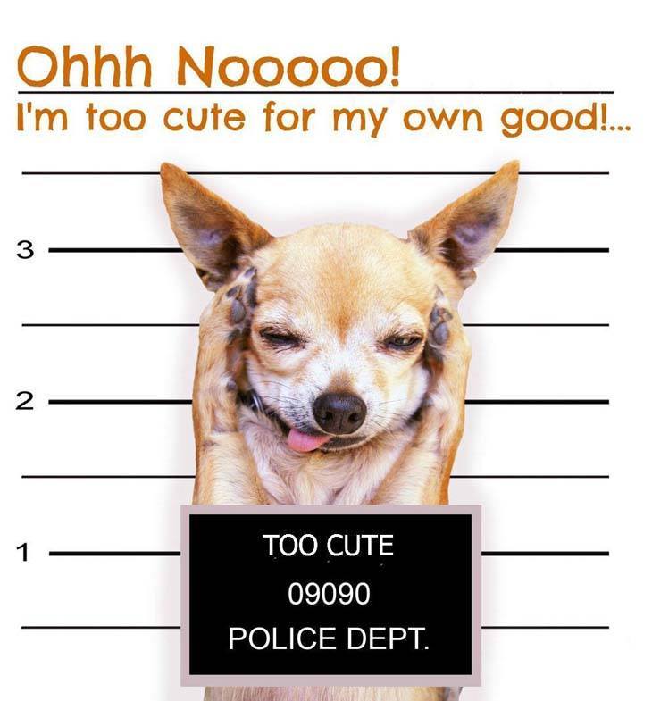 dog busted for being too cute