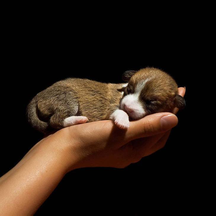 newborn chihuahua puppy