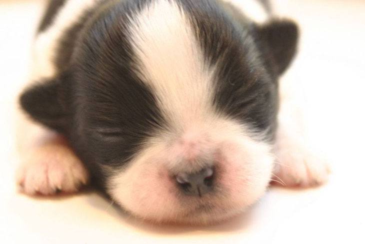 newborn chihuahua puppy wanting to be held