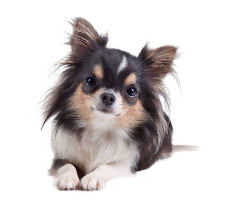 beautiful long haired chihuahua