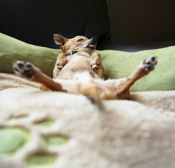 pooped out chihuahua taking a nap