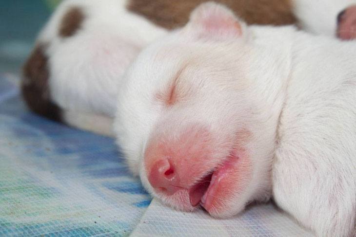 chihuahua puppy newborns
