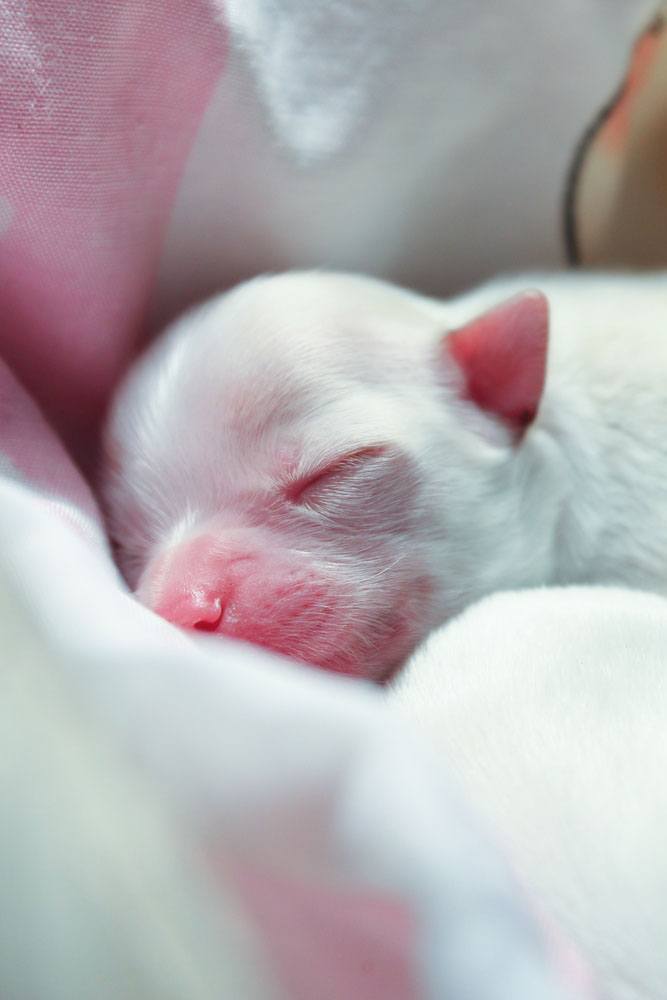 newborn chihuahua puppy sleeping