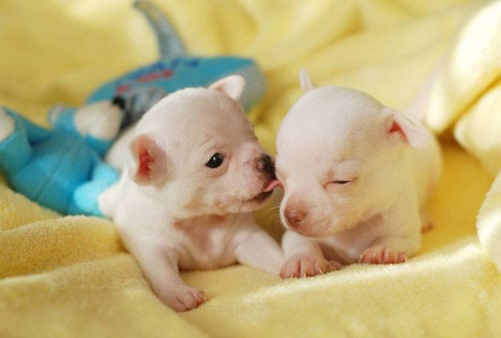 two chihuahua puppies planning their escape