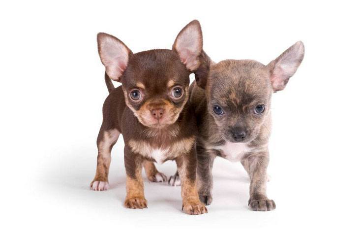 two adorable chihuahua puppies wanting to play