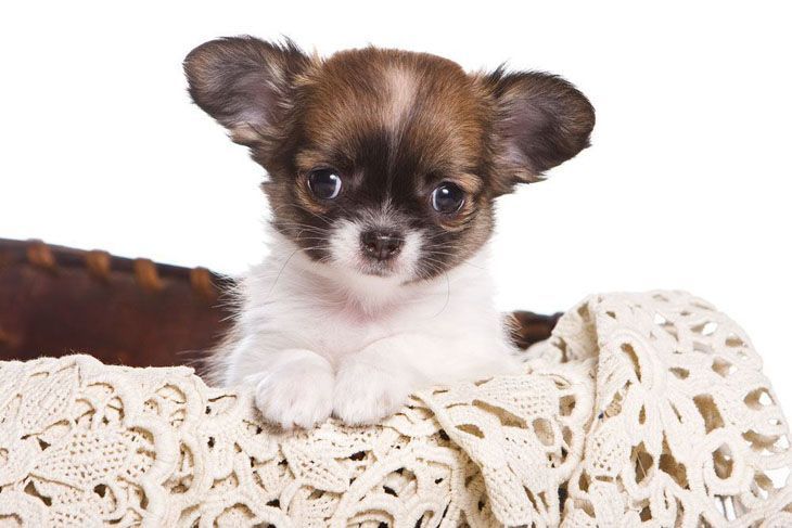 long haired chihuahua puppy wants to play