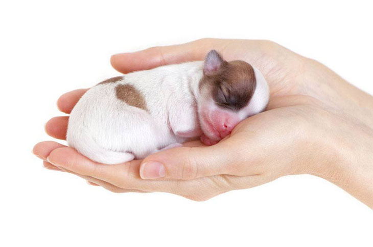 sleeping newborn puppy being held