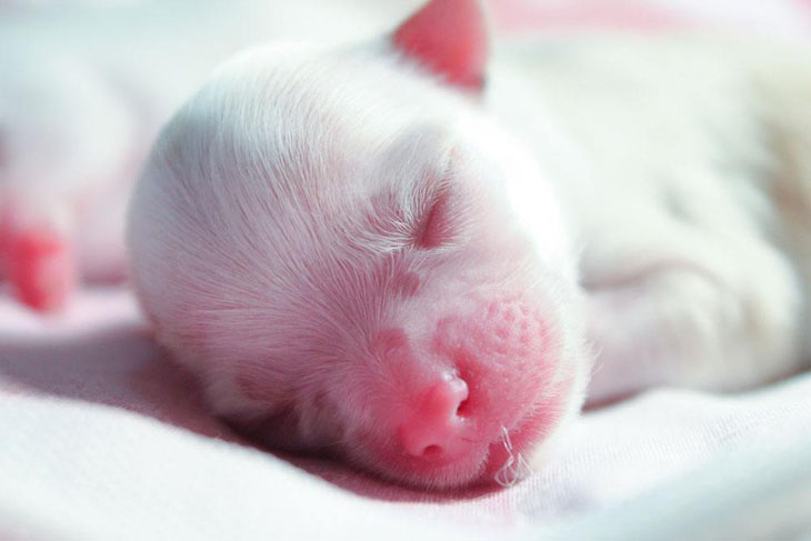 chihuahua newborn puppy taking a nap