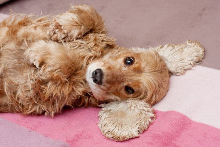 cocker spaniel wanting it's belly rubbed