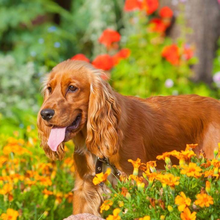 cocker spaniel pup enjoying nature