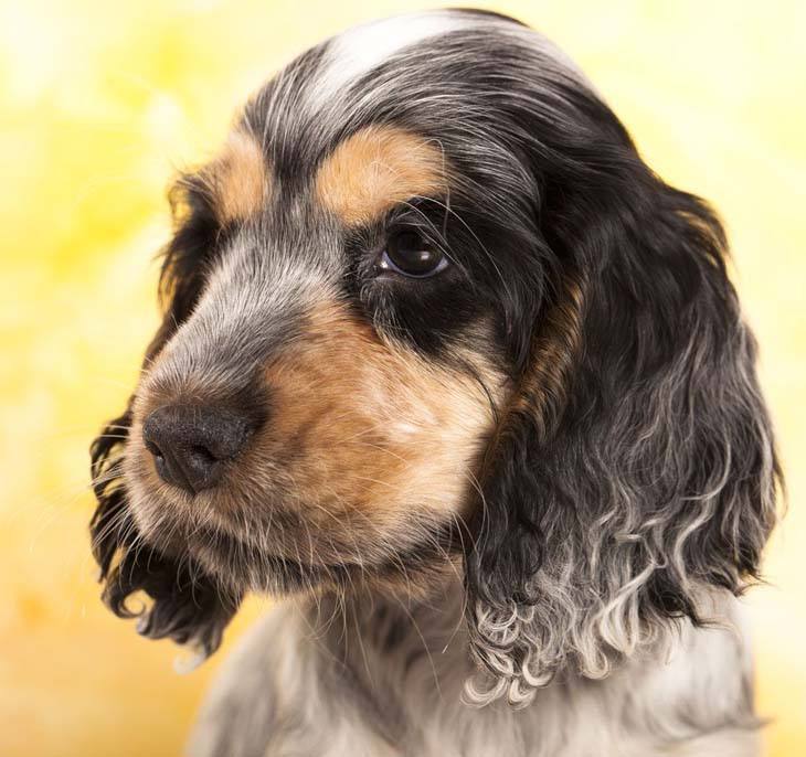 cocker spaniel puppy looking for trouble