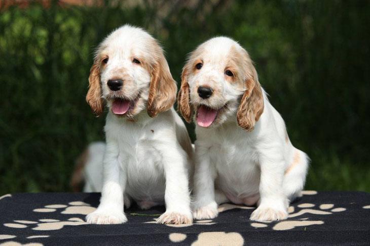 two cocker spaniel puppies looking for trouble