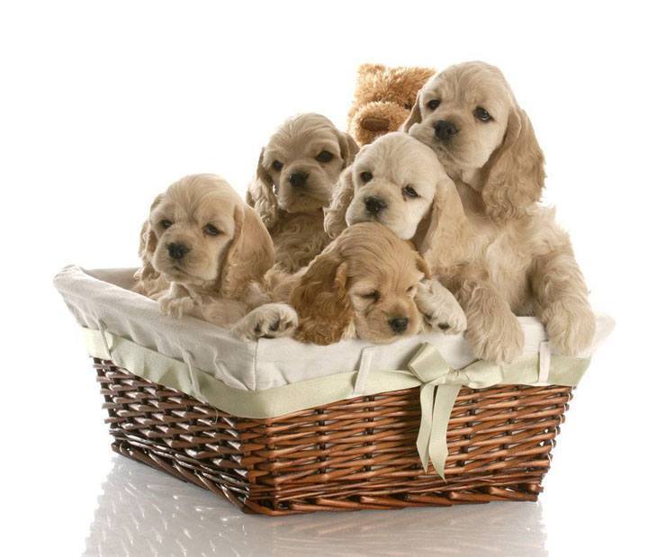 cocker spaniels in a basket having fun