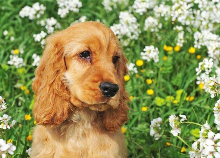 cocker spaniel in a field of flowers