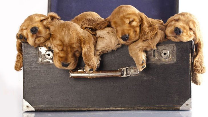 cocker spaniel pups taking a nap