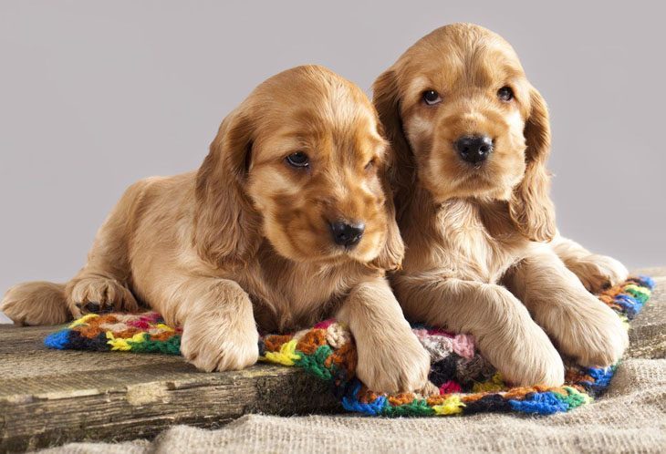 two cocker spaniel puppies that look bored