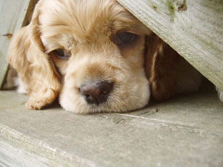 lonely cocker spaniel puppy