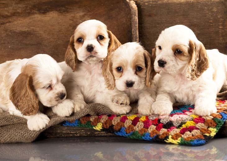 cocker spaniel puppies ready to play
