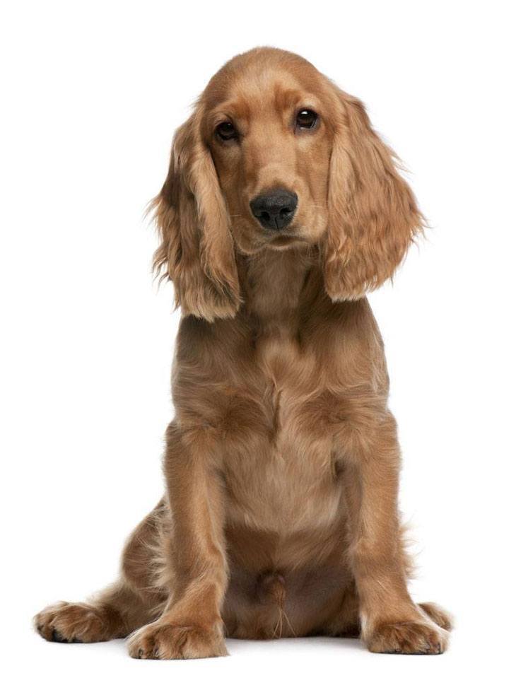 brown cocker spaniel dog waiting for a playmate