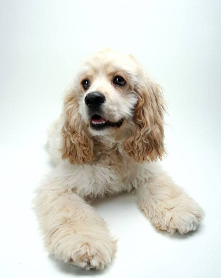 bored cocker spaniel puppy