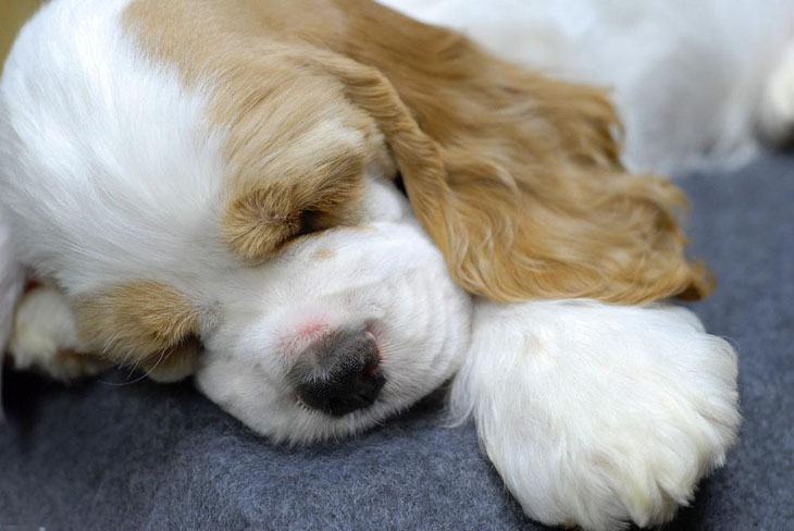 cocker spaniel puppy taking a nap