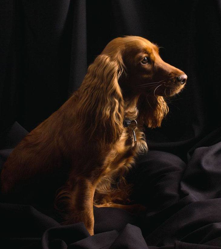 beautiful cocker spaniel picture