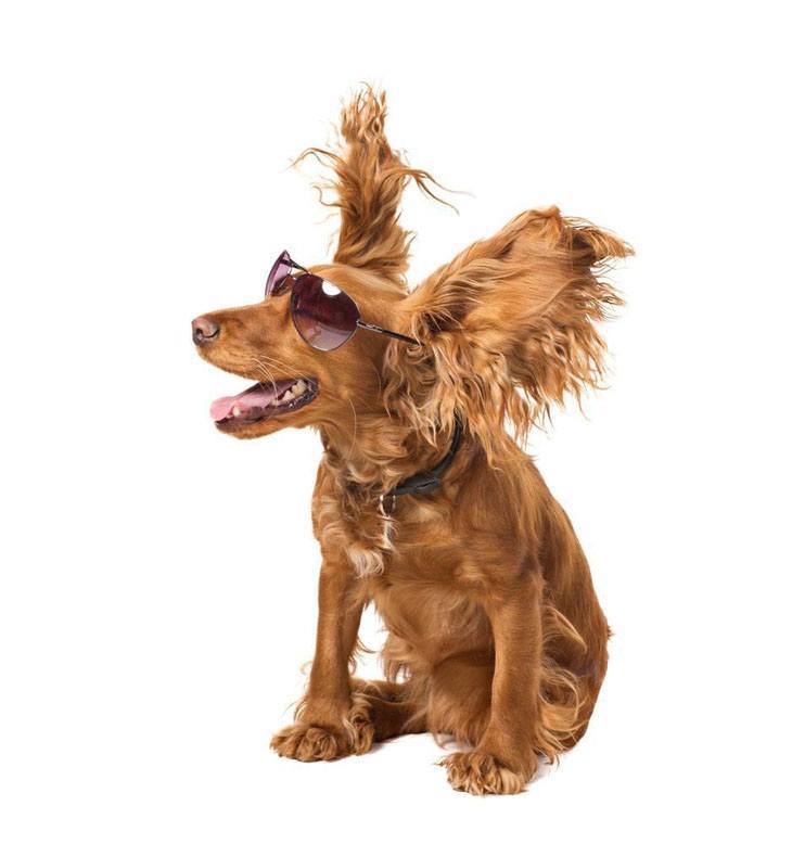 cocker spaniel getting blown by the wind