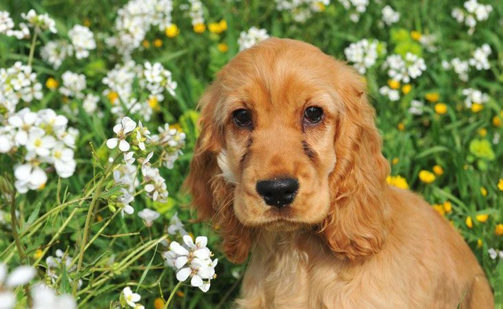 cocker spaniel out in the flowers