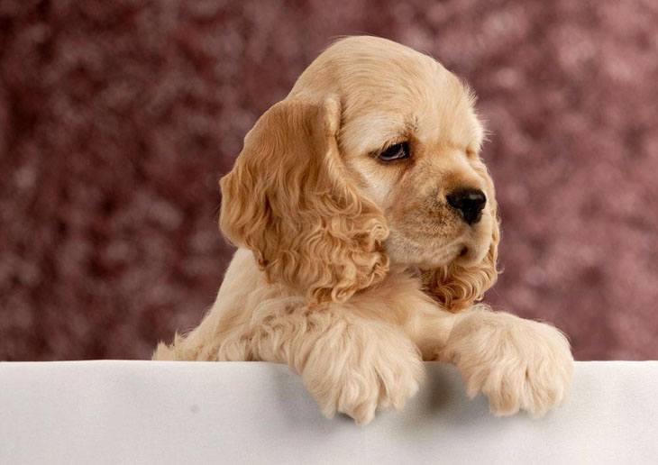 cocker spaniel puppy waiting for a playmate