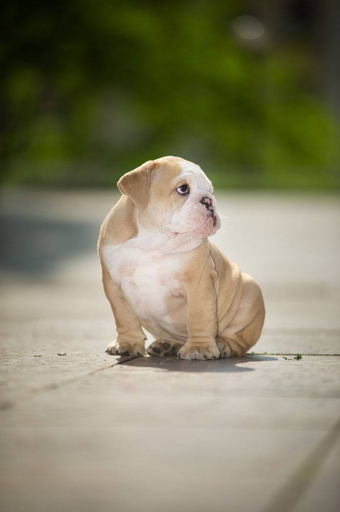 english bulldog puppy is so tired